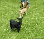 #维密大秀#gigi缺席了2017年上海维密秀，你怎么看？