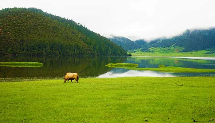 中国四大草原有哪些