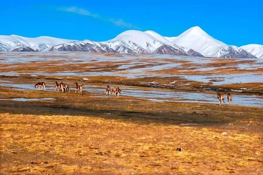 在可可西里失联小伙已离世,此事的具体情况是什么?