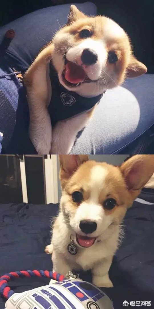 养柯基是怎样一种体验？