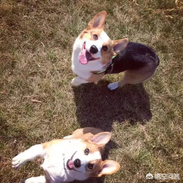 养柯基是怎样一种体验？