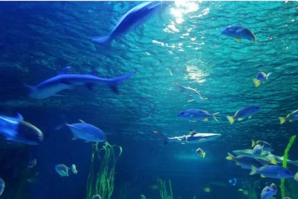 郑州两个海洋馆哪个好