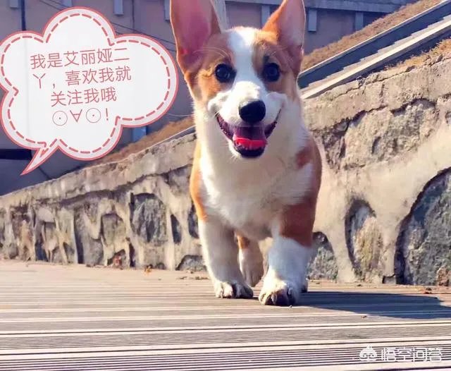 养柯基是怎样一种体验？