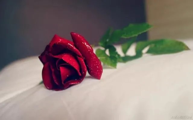 请问玫瑰小镇的断枝怎么得啊？