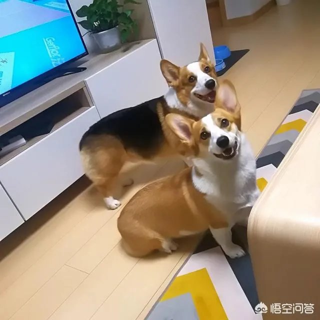 养柯基是怎样一种体验？