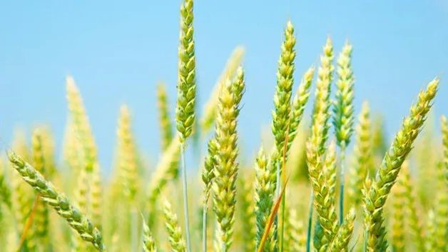 有机农药都有什么