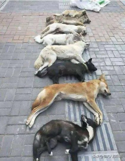 关于禁养中华田园犬（俗称土狗）的内容引发热议对此，你怎么看？