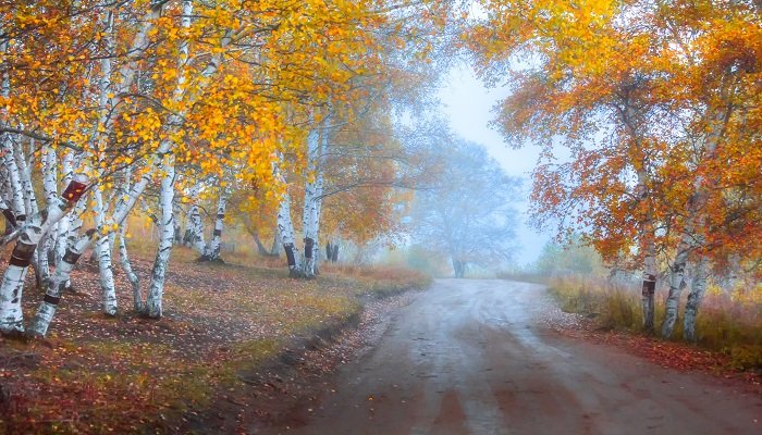 哪种植物被称为痒痒树
