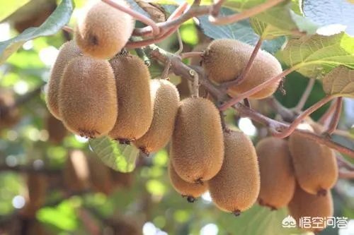 买了一箱齐峰奇异果，放了两天了还是硬的，怎么才能比较快的催熟？