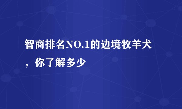 智商排名NO.1的边境牧羊犬，你了解多少