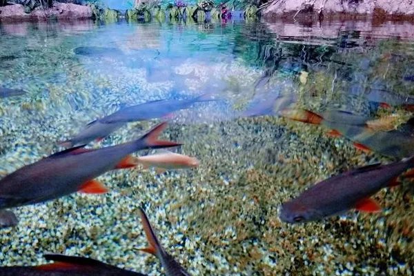 郑州两个海洋馆哪个好