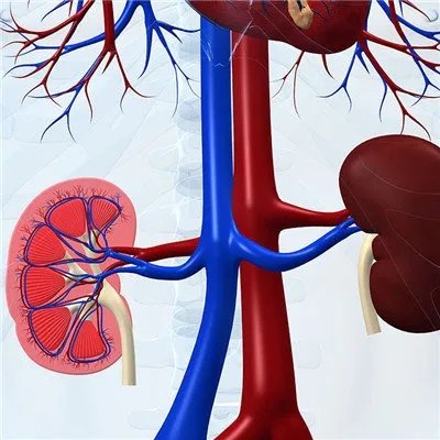 紫癜性肾炎能活多久