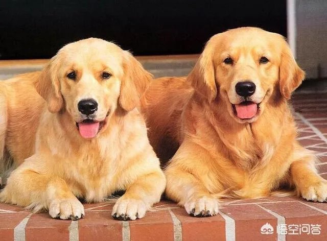 金毛寻回犬是什么？