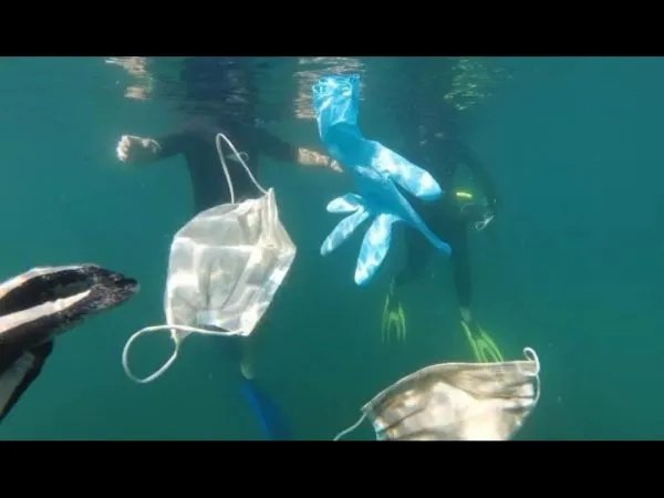 15亿只废弃口罩流入海洋，这对海洋生物造成了多大的危害？