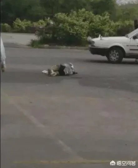 学员误把油门当刹车撞人致死！事发时，教练还在呼呼大睡，你怎么看？