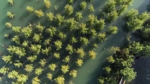 美景再现！三峡库区再现水中森林，这是什么现象？