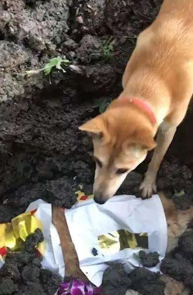 狗狗不停刨土只为刨出逝世同伴，对此你有何感想？