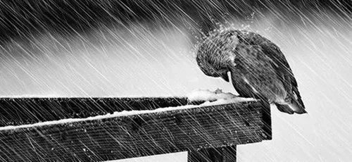 摄影照片的拍摄技巧 如何拍出好的照片