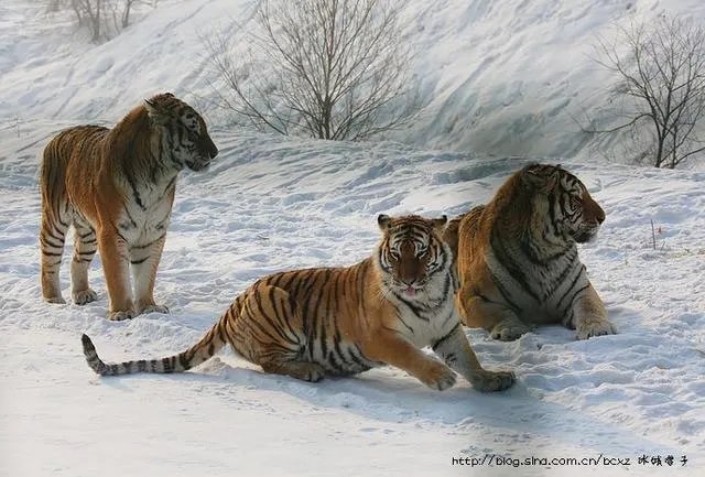 哈尔滨的东北虎林园好玩吗？