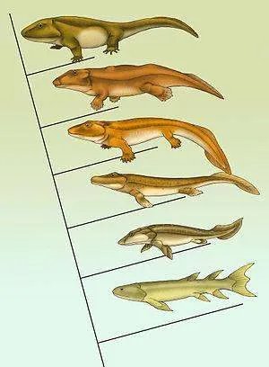 科学家证实，人类是从鱼类进化来的，进化过程大概是怎样的？