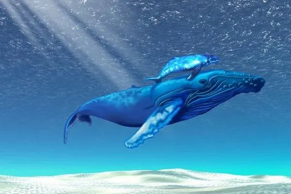 世界上最大的哺乳动物是什么？