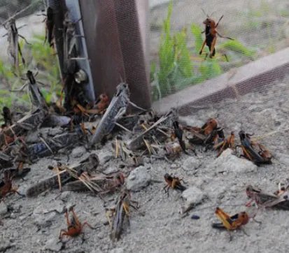 养殖蚂蚱怎么样，一亩地利润是多少，前期投入是多少？说的详细一点