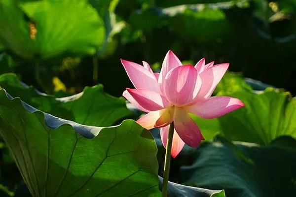 2020西湖荷花几月开 西湖荷花什么时候开