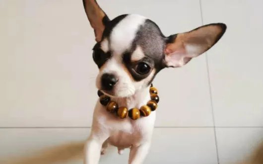 吉娃娃价格多少钱一只