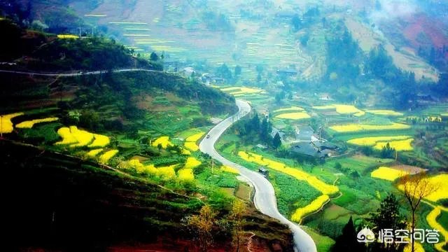 如何辨别信阳毛尖新茶？