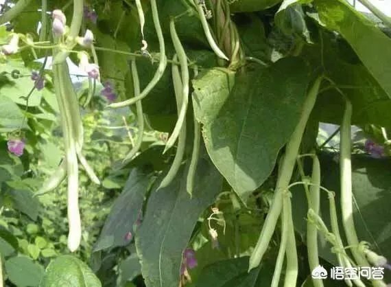 关于农业生产的俗语有哪些？