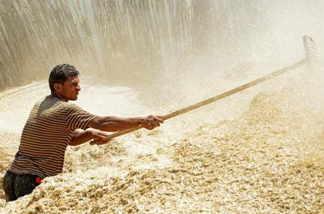 小麦为什么会生长在埃及