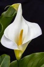 谁知道 马蹄莲花 代表什么意思么？