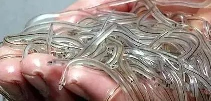 被称为软黄金的鱼类是什么鱼