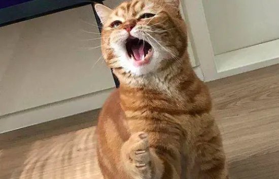 动物园的猴子都会开锁了，你养过什么很聪明的小动物吗？