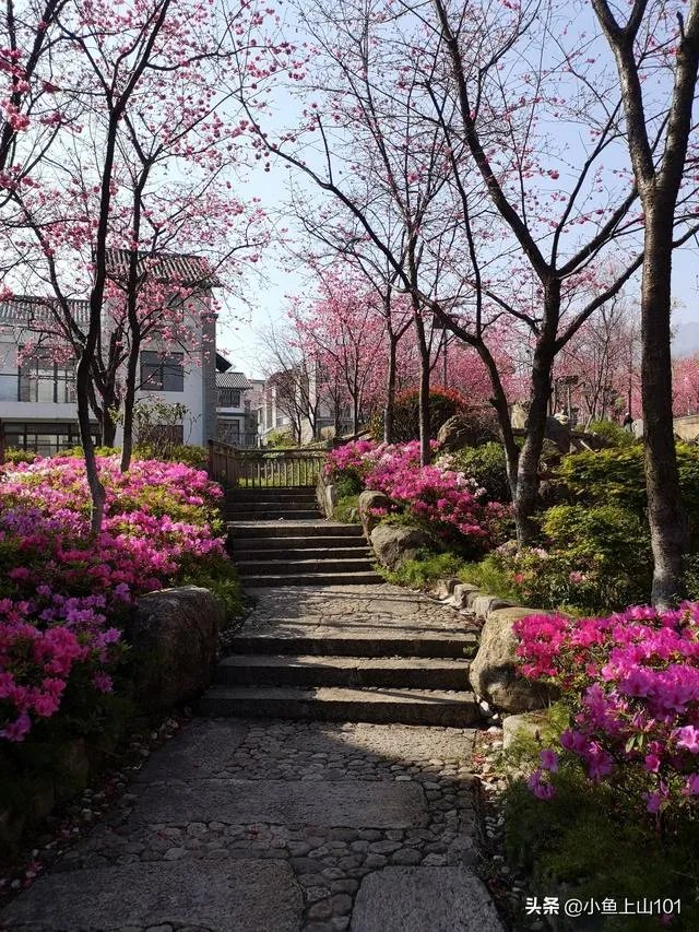 大理大学的樱花真的很多吗？好看吗？