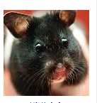 仓鼠品种简介和图片