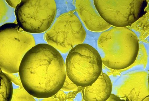 您不知道的健康脂肪:Omega-3