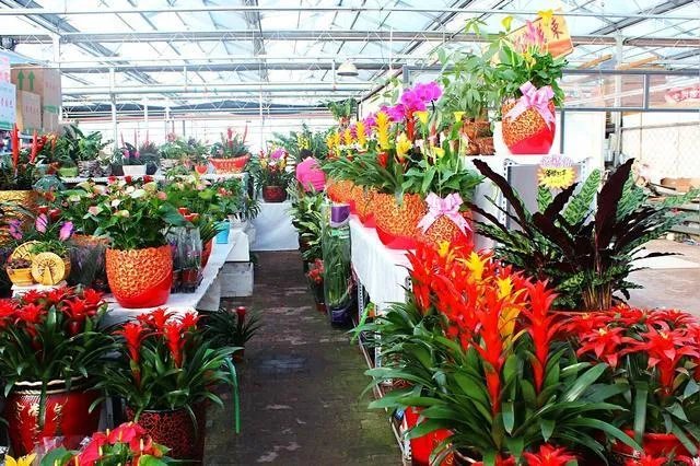 花卉批发一般去哪里呢？