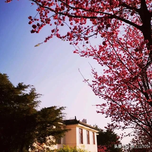 大理大学的樱花真的很多吗？好看吗？