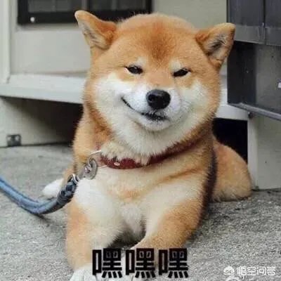 现存的狗狗有450多种，常见的有哪些呢？