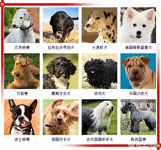 现存的狗狗有450多种，常见的有哪些呢？