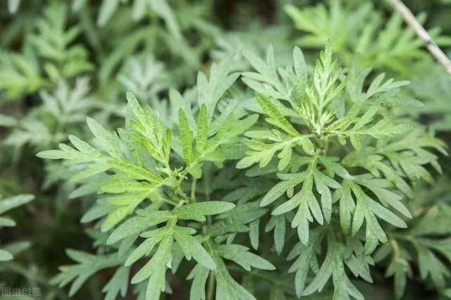 野生艾叶图片