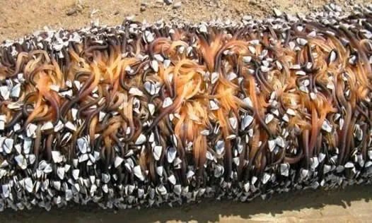 小伙海滨发现海滨一浮木 看到后直哆嗦（组图）