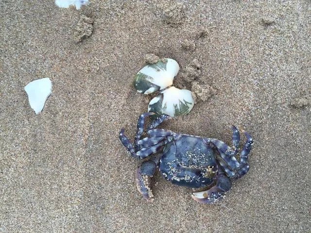 葫芦岛的东戴河和北戴河有啥关系吗？