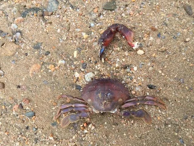 葫芦岛的东戴河和北戴河有啥关系吗？