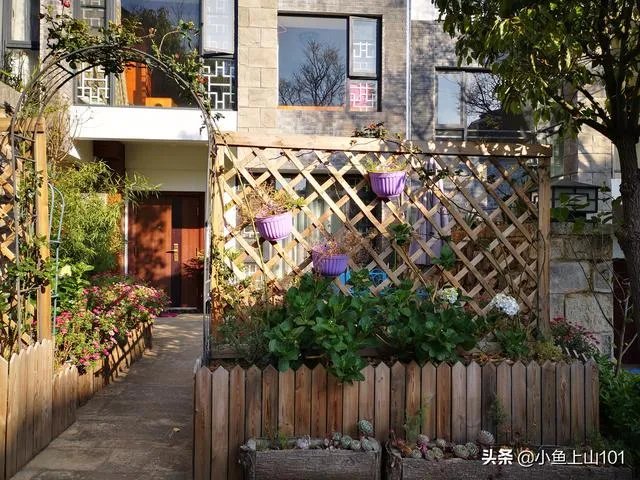 大理大学的樱花真的很多吗？好看吗？