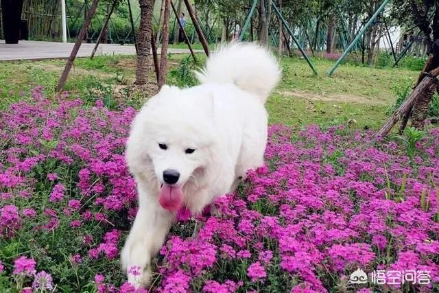 现存的狗狗有450多种，常见的有哪些呢？