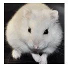 仓鼠品种简介和图片