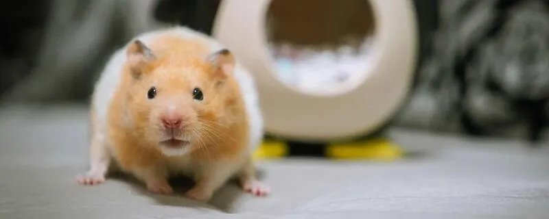 90后属相表年龄对照表 90后十二属相年龄表