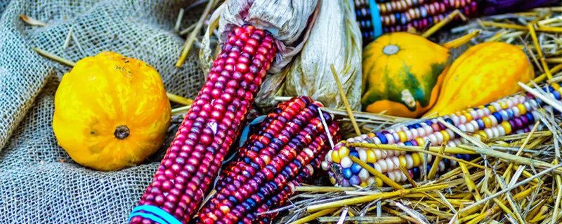 玉米芯有什么用途 玉米芯都有什么用途